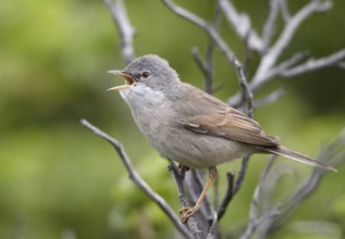 Common Whitethroat (Sylvia communis) male singing, Schleswig-Holstein, Germany