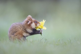 Common Hamster (Cricetus cricetus) foraging on meadow holding blossom of Dandelion (Taraxacum