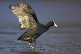 Eurasian Coot (Fulica atra), Rhineland-Palatinate, Germany