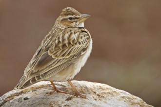 Bimaculated Lark (Melanocorypha bimaculata), Nigde, Turkey