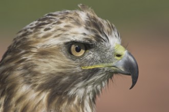 Red-tailed Hawk (Buteo jamaicensis), Alberta, Canada