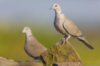 Eurasian Collared Dove (Streptopelia decaocto), Rhineland-Palatinate, Germany