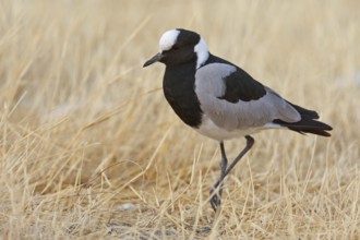 Blacksmith Lapwing (Vanellus armatus), Oshikoto, Namibia