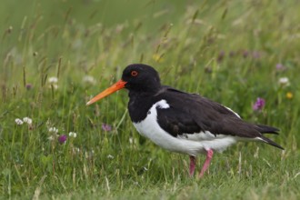Eurasian Oystercatcher (Haematopus ostralegus), Texel, Netherlands