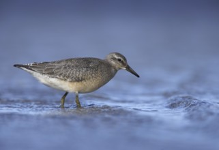 Red Knot (Calidris canutus), Mecklenburg-Western Pomerania, Germany