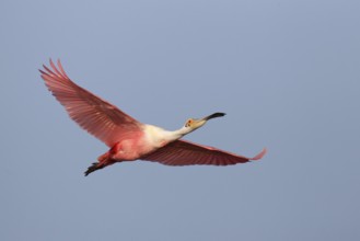 Roseate Spoonbill (Platalea ajaja) flying, Florida, USA