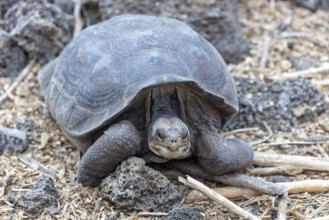 Giant tortoise (Chelonoidis nigra), Santa Cruz, Galapagos, Ecuador