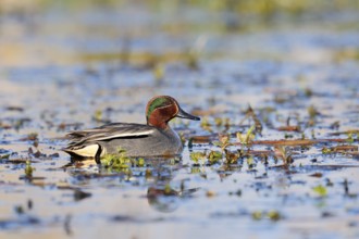 Teal (Anas crecca), drake, swimming, North Rhine-Westphalia, Germany