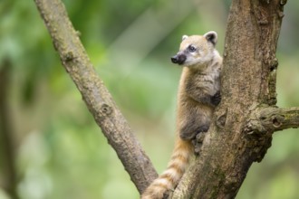 South American coati (Nasua nasua) youngster klimbing a little tree, captive, Zoo Augsburg