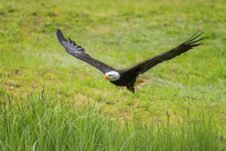 Bald eagle (Haliaeetus leucocephalus) flying over a pond, hunting, Bavaria, Germany