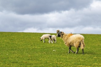 Sheeps, Pooley Bridge, Ullswater Lake, Lake District National Park, Cumbria, England, United