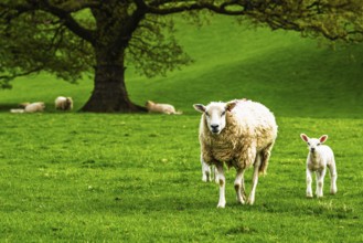 Sheeps, Pooley Bridge, Ullswater Lake, Lake District National Park, Cumbria, England, United