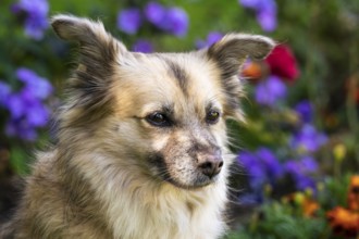 Light brown mixed-breed dog, medium-length coat, portrait, in the garden. Older dog, white muzzle.