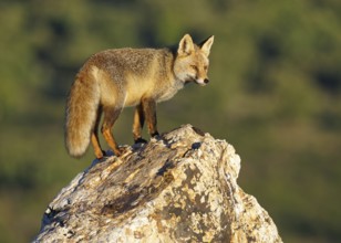 Red fox (Vulpes vulpes) in early morning light on a rock, Sierra de San Pedro, Extremadura, Spain
