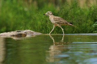 A bird in a calm environment, reflected on a water surface surrounded by green foliage, Stone