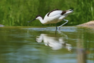 Avocet with curved bill over the water, beginning to drink with drops visible, Avocet