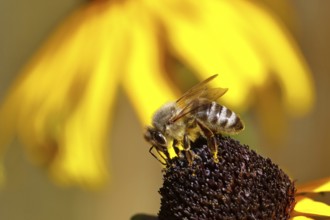 European honey bee (Apis mellifera), collecting nectar from a yellow coneflower (Echinacea