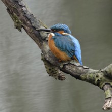 Breeding preparations... Kingfisher (Alcedo atthis) with remains of soil on its beak from digging
