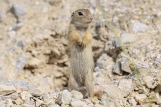 A young European ground squirrel (Spermophilus citellus) or European souslik stands upright on a