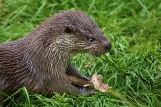 European otter (Lutra lutra), concentrated with piece of fish in the grass, Germany