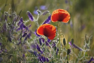 Beautiful picturesque poppy field, June, Germany