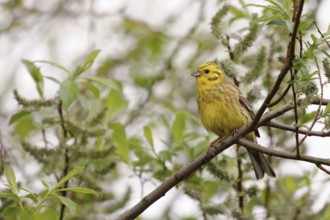 In the pasture... Yellowhammer (Emberiza citrinella), conspicuous native, widespread songbird,