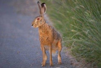 A hare sits on a dirt track at sunrise in the north-west of Frankfurt am Main, Frankfurt am Main,