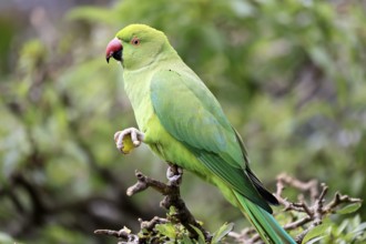 Collared Conure (Psittacula krameri), Alexander's Conure, adult, male, on tree, feeding, with food,