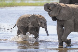 Elephant calf (Loxodonta africana calf) having fun playing in water. The newborn is having fun in