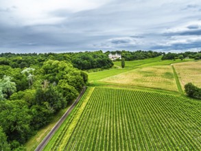Castle of La Riviere, Vineyard Chateau de La Riviere from a drone, Bordeaux, France