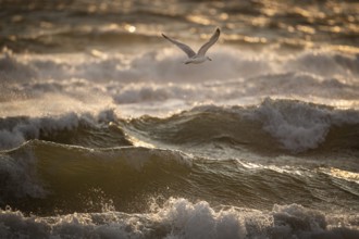 Herring gull (Larus argentatus) in flight over the surf looking for starfish, evening light, Hvide