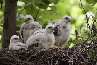 Chicks in the nest... Sparrowhawk (Accipiter nisus), young, not yet fledged birds of prey in down