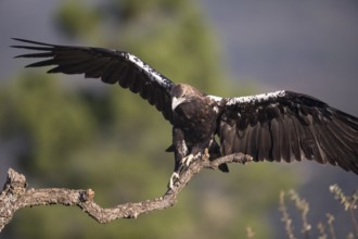 Iberian Eagle (Aquila adalberti), Spanish imperial eagle, Extremadura, Castilla La Mancha, Spain