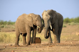 African elephant (Loxodonta africana), adult, two, drinking, waterhole, Kruger, Kruger National