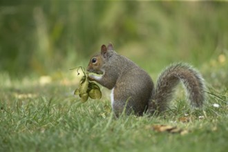 Grey squirrel (Sciurus carolinensis) adult animal feeding on seeds from a Sycamore tree on a garden