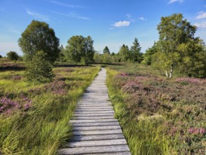Wooden path leading through heather and green meadows under a clear blue sky, summer, High Fens,
