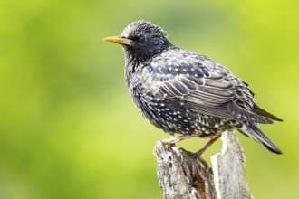 Starling (Sturnus vulgaris) Germany