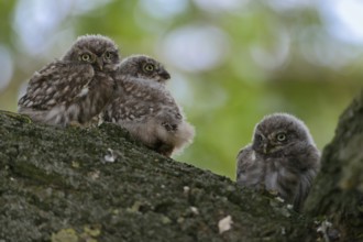 High up in an old tree... Little owl (Athene noctua), young little owls, owls, owlets, not fledged