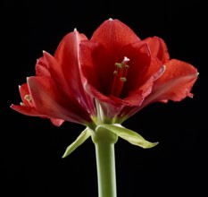 Amaryllis blossoms (Hippeastrum striatum)