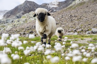 Two Valais Blacknose sheep (Ovis gmelini aries), in meadow with flowering white cotton grass, high