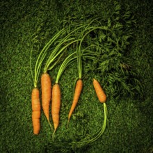 Vibrant orange carrots with lush green tops lie against a bright green backdrop, highlighting their