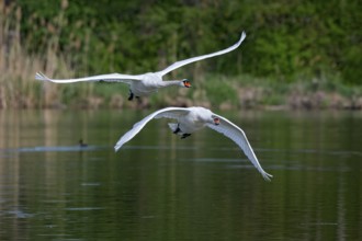 Mute swan (Cygnus olor), fish ponds, Güssing, Burgenland, Austria