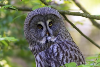 Large owl with striking yellow eyes in a green forest environment, Barred Owl (Strix nebulosa),