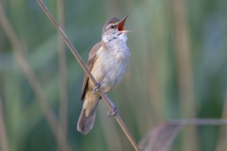 Great Reed Warbler (Acrocephalus arundinaceus) male singing, Saxony, Germany