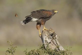Harris's Hawk (Parabuteo unicinctus) perched on a stump, Texas, USA