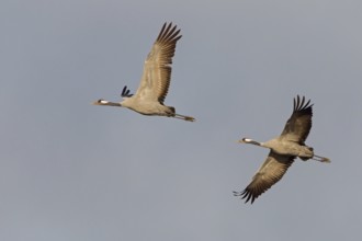 Common Crane (Grus grus) flying, Mecklenburg-Western Pomerania, Germany