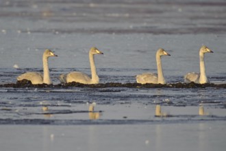 Whooper Swan (Cygnus cygnus), Lower Saxony, Germany