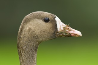 Greater White-fronted Goose (Anser albifrons), Schleswig-Holstein, Germany