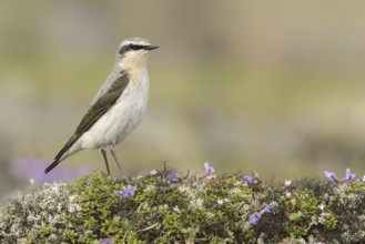 Northern Wheatear (Oenanthe oenanthe) male, Alaska, USA