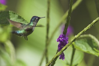Violet-headed Hummingbird (Klais guimeti), Costa Rica